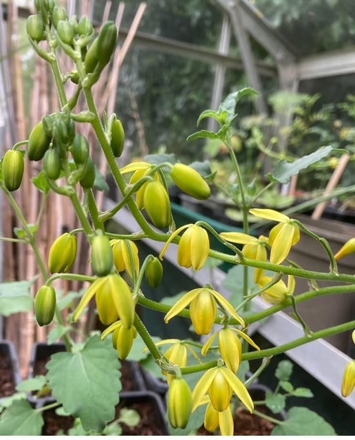 Albuca shawii