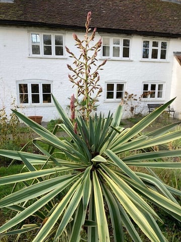 Yucca gloriosa