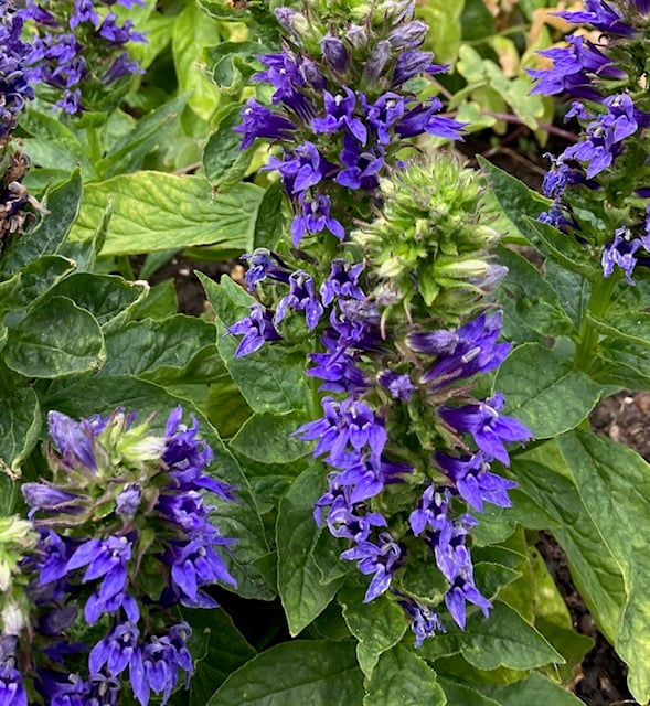 Lobelia siphilitica