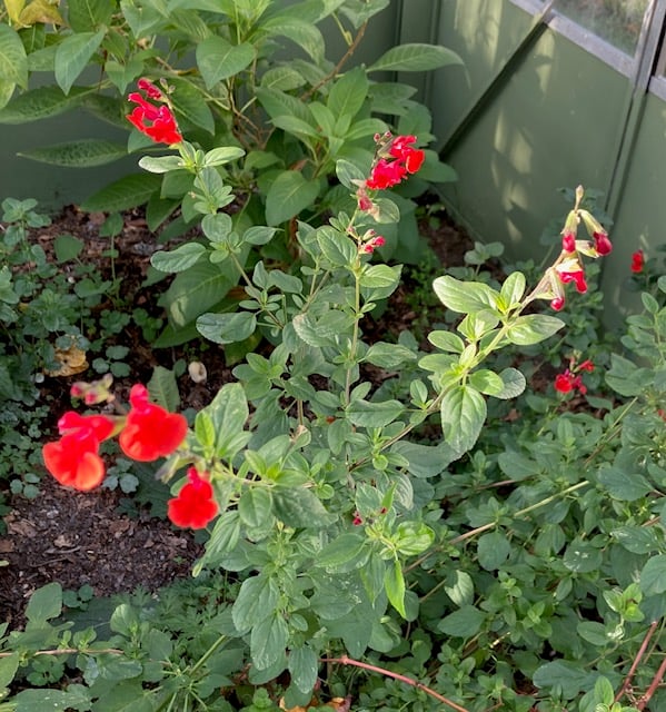 Salvia microphylla