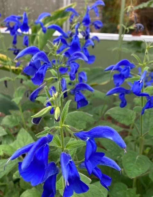 Salvia patens Blue Angel
