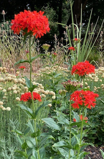 Silene chalcedonica