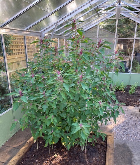 Tree spinach