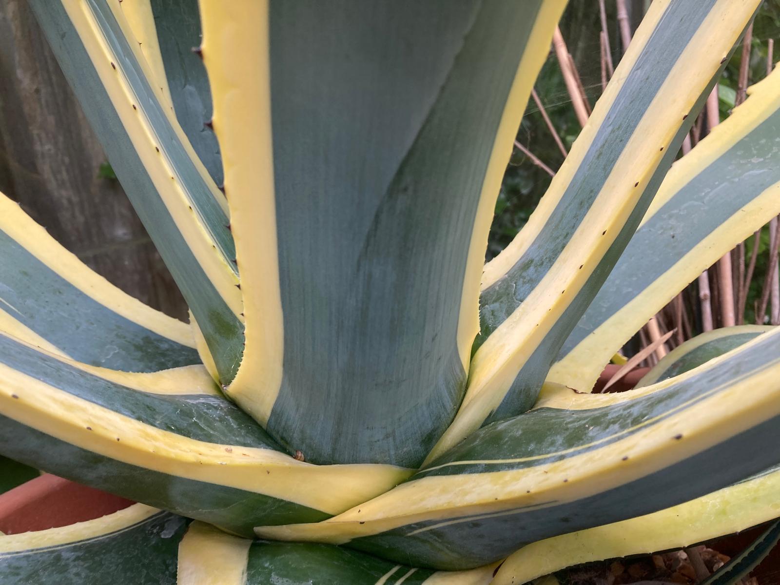 Agave americana 'Variegata'