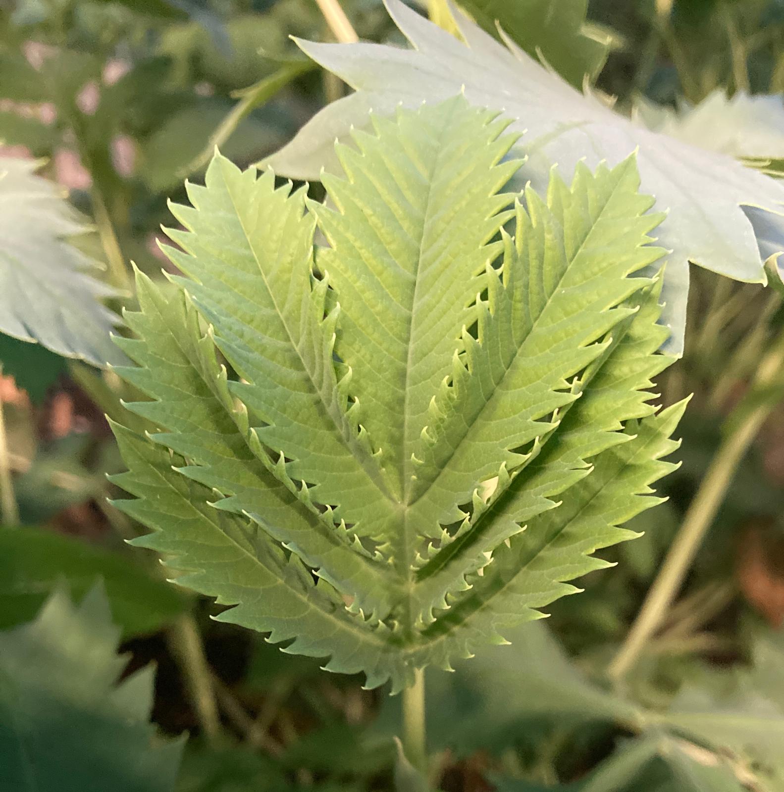 Melianthus major